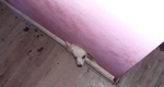 Ein Hund guckt aus einem Wandloch