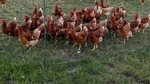 freilaufende Hühner, Geflügel