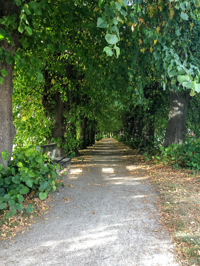 Linden im Schlosspark Ahrensbök