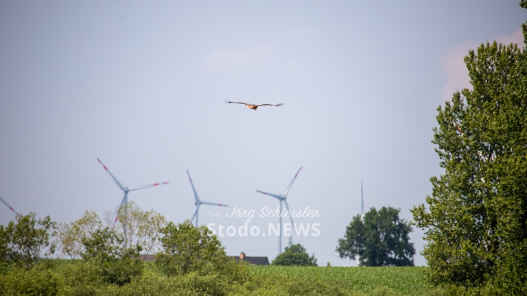 380KV Windkraft und Großvögel