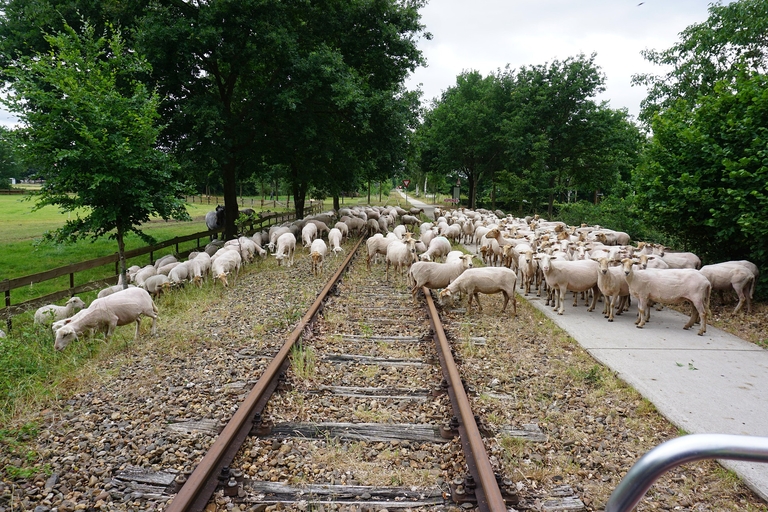 Schafe in Gleisen